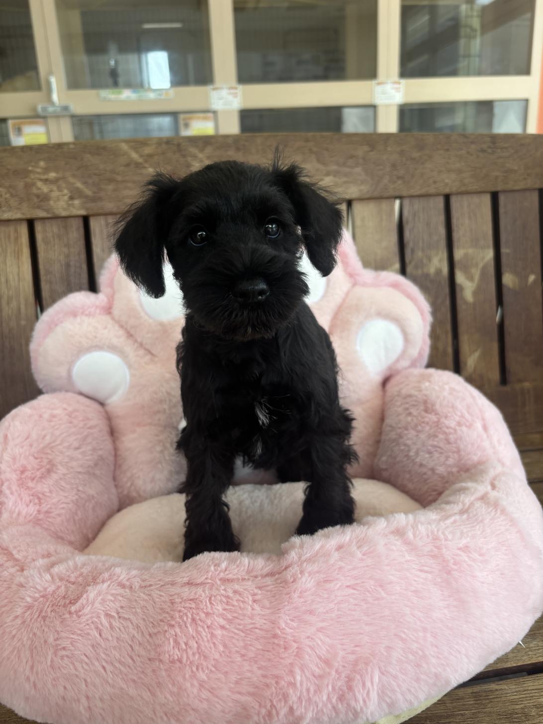 佐賀県のミニチュアシュナウザー (スタードッグス新鳥栖店/2026年1月4日生まれ/女の子/ブラック)の子犬の2枚目の画像