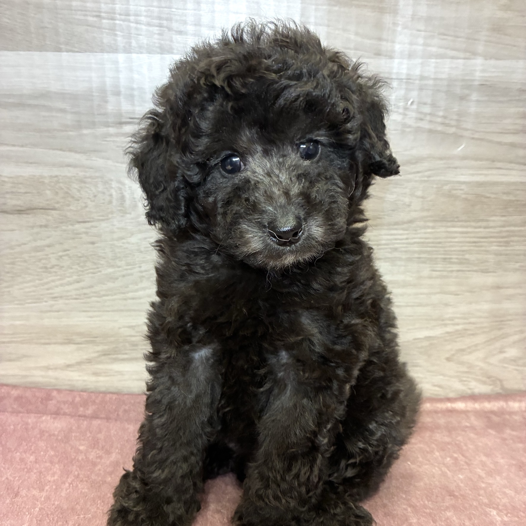 岐阜県のトイプードル(トイ) (ペッツビレッジ大垣店/2026年8月2日生まれ/女の子/シルバー)の子犬