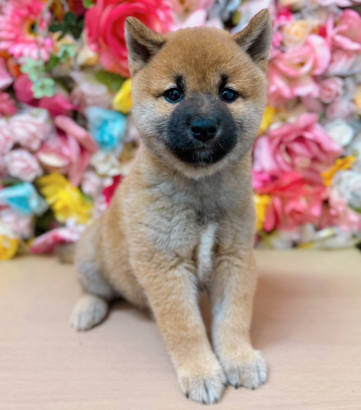 福岡県の柴犬(標準サイズ) (スタードッグス大牟田店/2024年9月8日生まれ/男の子/赤)の子犬