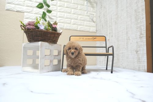 滋賀県のトイプードル(トイ) (いっぷく湖南店/2025年9月21日生まれ/女の子/オレンジフォーン)の子犬の1枚目の画像