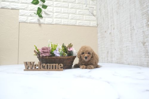 滋賀県のトイプードル(トイ) (いっぷく湖南店/2025年9月21日生まれ/女の子/オレンジフォーン)の子犬の2枚目の画像