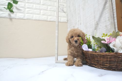 滋賀県のトイプードル(トイ) (いっぷく湖南店/2025年9月21日生まれ/女の子/オレンジフォーン)の子犬の3枚目の画像