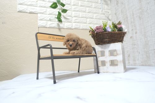 滋賀県のトイプードル(トイ) (いっぷく湖南店/2025年9月21日生まれ/女の子/オレンジフォーン)の子犬の4枚目の画像