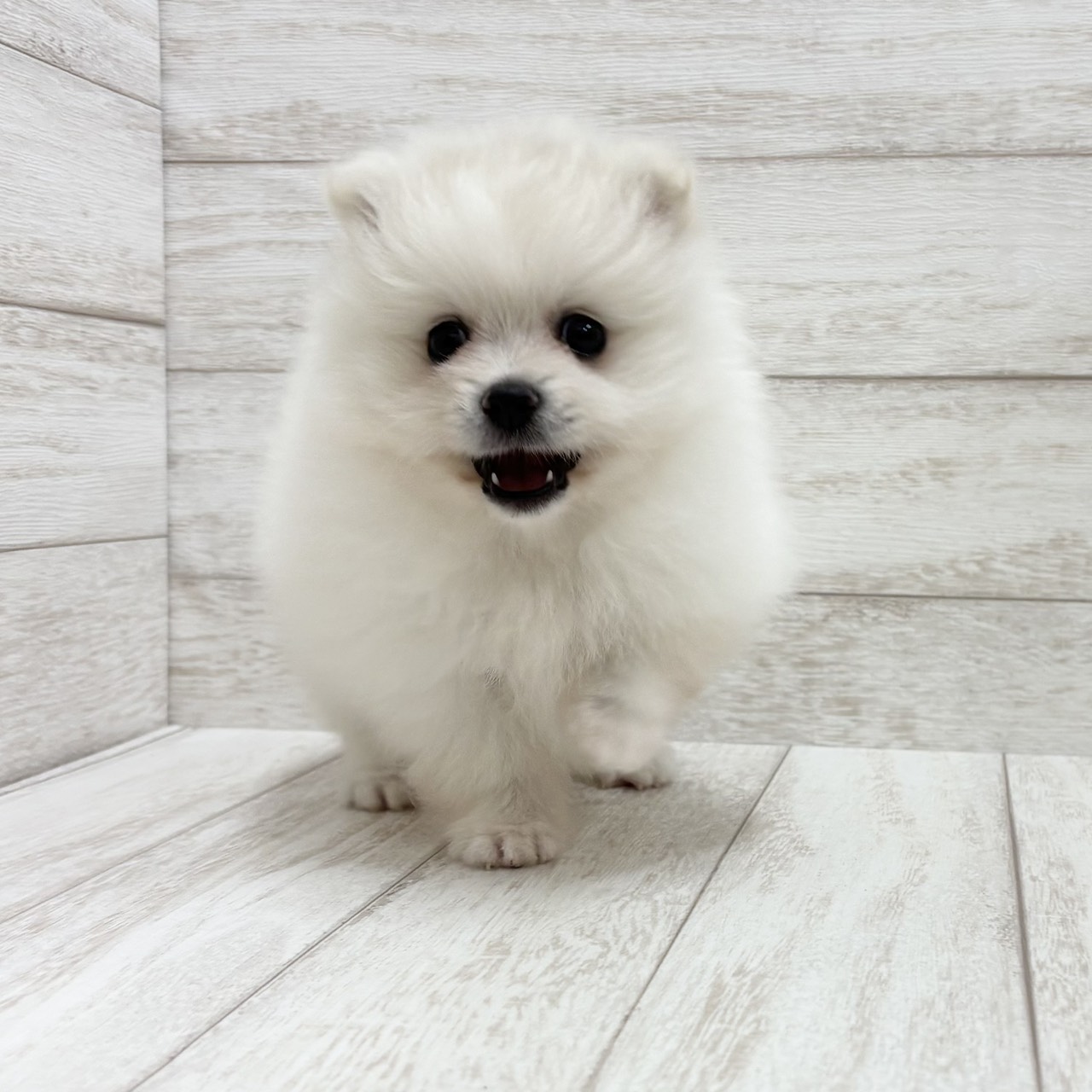 千葉県のポメラニアン (ペピカファミリー松戸店/2026年7月4日生まれ/女の子/クリーム)の子犬の4枚目の画像