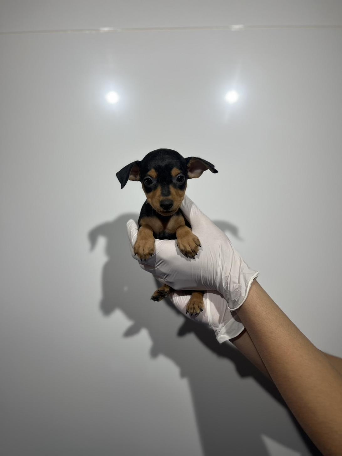 埼玉県のミニチュアピンシャー (ペッツスマイル加須インター店/2025年11月15日生まれ/女の子/ブラックタン)の子犬の1枚目の画像