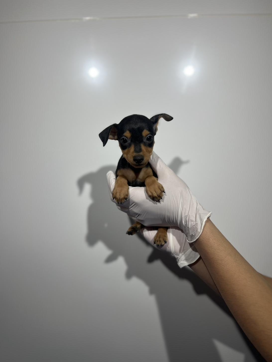 埼玉県のミニチュアピンシャー (ペッツスマイル加須インター店/2025年11月15日生まれ/女の子/ブラックタン)の子犬の3枚目の画像