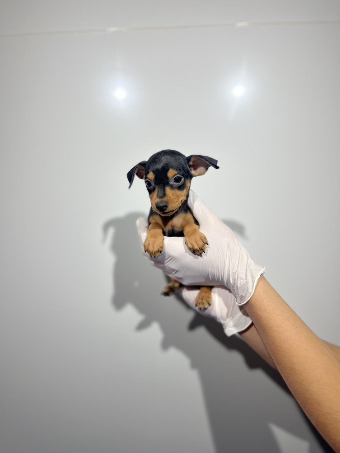 埼玉県のミニチュアピンシャー (ペッツスマイル加須インター店/2025年11月15日生まれ/女の子/ブラックタン)の子犬の4枚目の画像