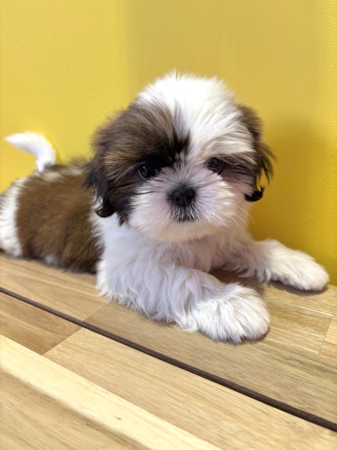 埼玉県のシーズー (ペッツスマイル南中野店/2026年1月13日生まれ/女の子/ホワイトゴールド)の子犬の1枚目の画像