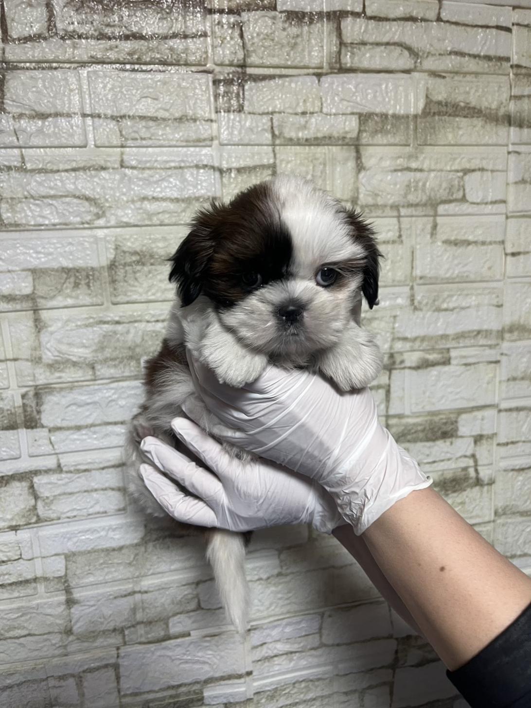埼玉県のシーズー (ペッツスマイル南中野店/2026年1月13日生まれ/女の子/ホワイトゴールド)の子犬の2枚目の画像