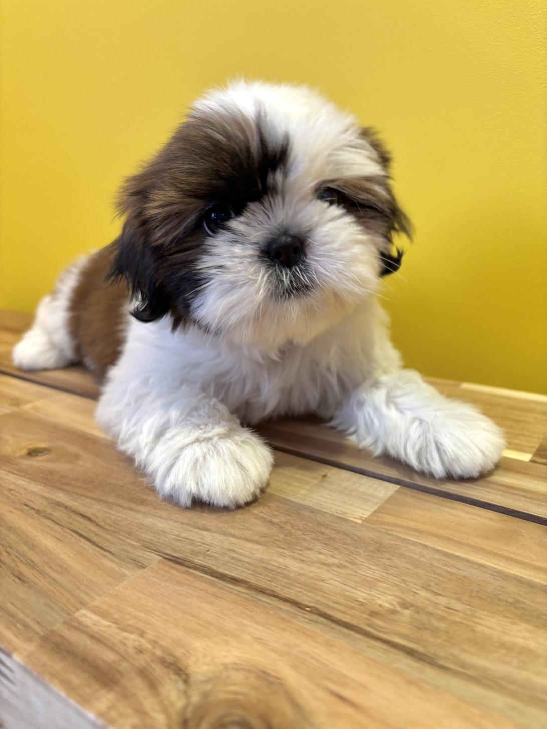 埼玉県のシーズー (ペッツスマイル南中野店/2026年1月13日生まれ/女の子/ホワイトゴールド)の子犬の2枚目の画像