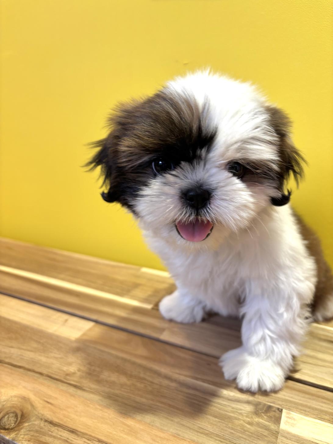 埼玉県のシーズー (ペッツスマイル南中野店/2026年1月13日生まれ/女の子/ホワイトゴールド)の子犬の3枚目の画像