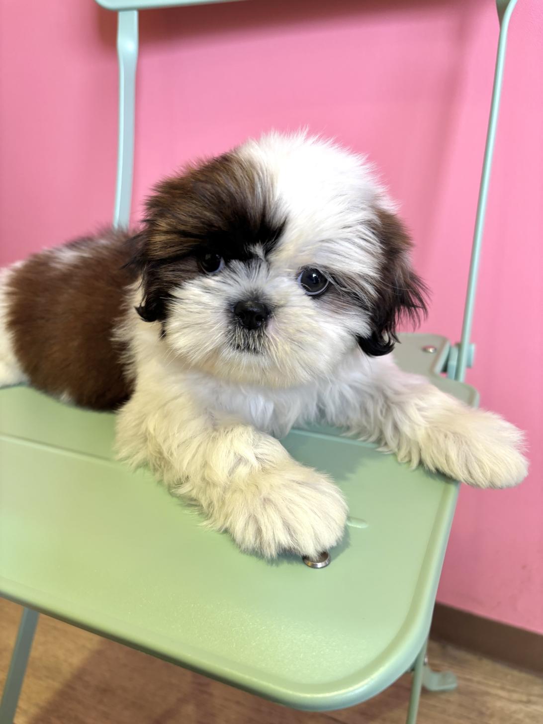 埼玉県のシーズー (ペッツスマイル南中野店/2026年1月13日生まれ/女の子/ホワイトゴールド)の子犬の4枚目の画像