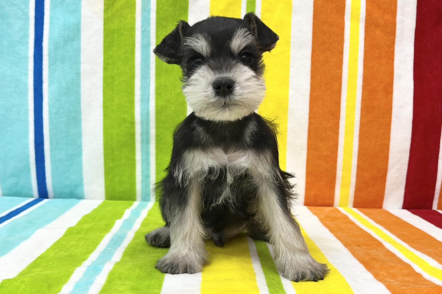 愛知県のミニチュアシュナウザー (ハピースペット一宮三条アミーゴ店/2025年11月11日生まれ/男の子/ブラックシルバー)の子犬の1枚目の画像