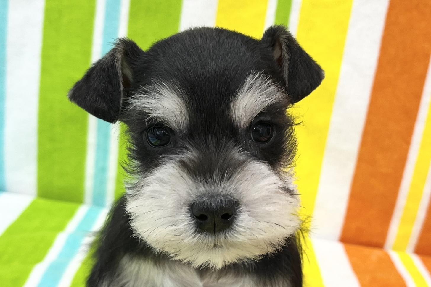 愛知県のミニチュアシュナウザー (ハピースペット一宮三条アミーゴ店/2025年11月11日生まれ/男の子/ブラックシルバー)の子犬の2枚目の画像