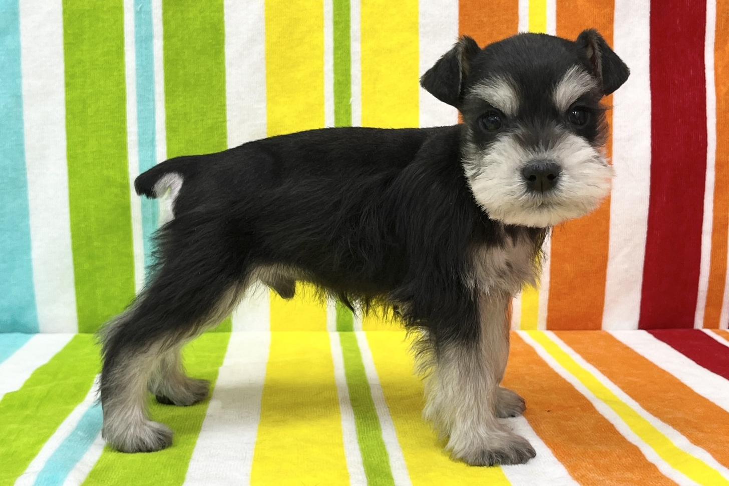 愛知県のミニチュアシュナウザー (ハピースペット一宮三条アミーゴ店/2025年11月11日生まれ/男の子/ブラックシルバー)の子犬の3枚目の画像