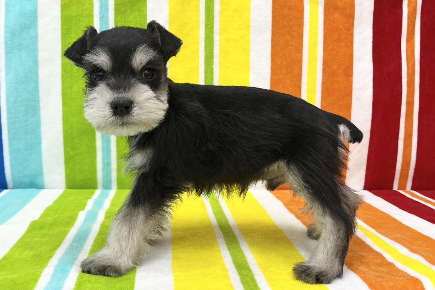 愛知県のミニチュアシュナウザー (ハピースペット一宮三条アミーゴ店/2025年11月11日生まれ/男の子/ブラックシルバー)の子犬の4枚目の画像