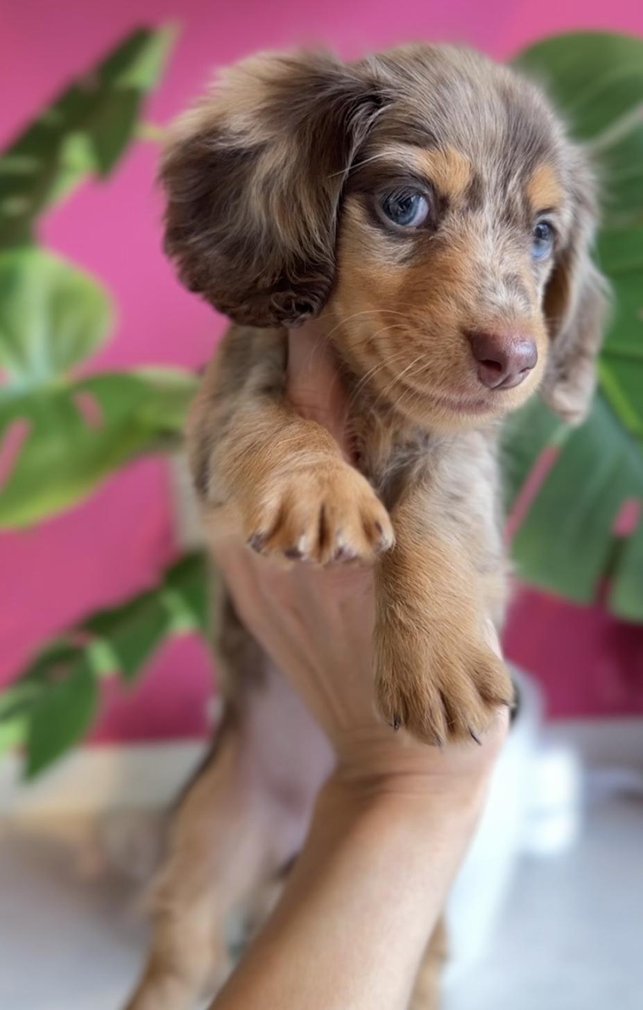 埼玉県のカニンヘンダックスフンド(ロング) (PET SHOP Tiny tales/2025年8月23日生まれ/女の子/チョコレートダップル)の子犬の1枚目の画像