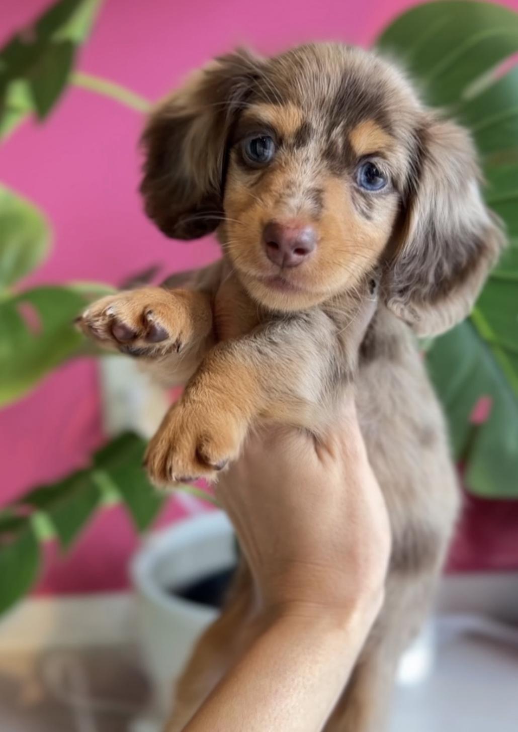 埼玉県のカニンヘンダックスフンド(ロング) (PET SHOP Tiny tales/2025年8月23日生まれ/女の子/チョコレートダップル)の子犬の1枚目の画像