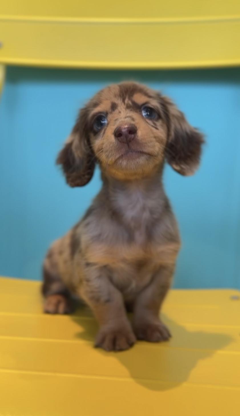 埼玉県のカニンヘンダックスフンド(ロング) (PET SHOP Tiny tales/2025年8月23日生まれ/女の子/チョコレートダップル)の子犬の2枚目の画像