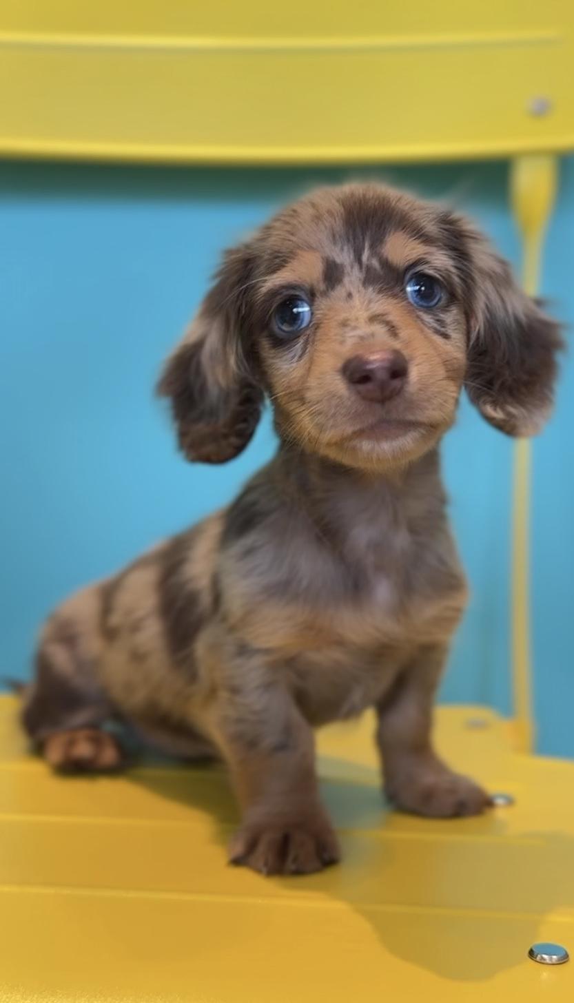 埼玉県のカニンヘンダックスフンド(ロング) (PET SHOP Tiny tales/2025年8月23日生まれ/女の子/チョコレートダップル)の子犬の3枚目の画像