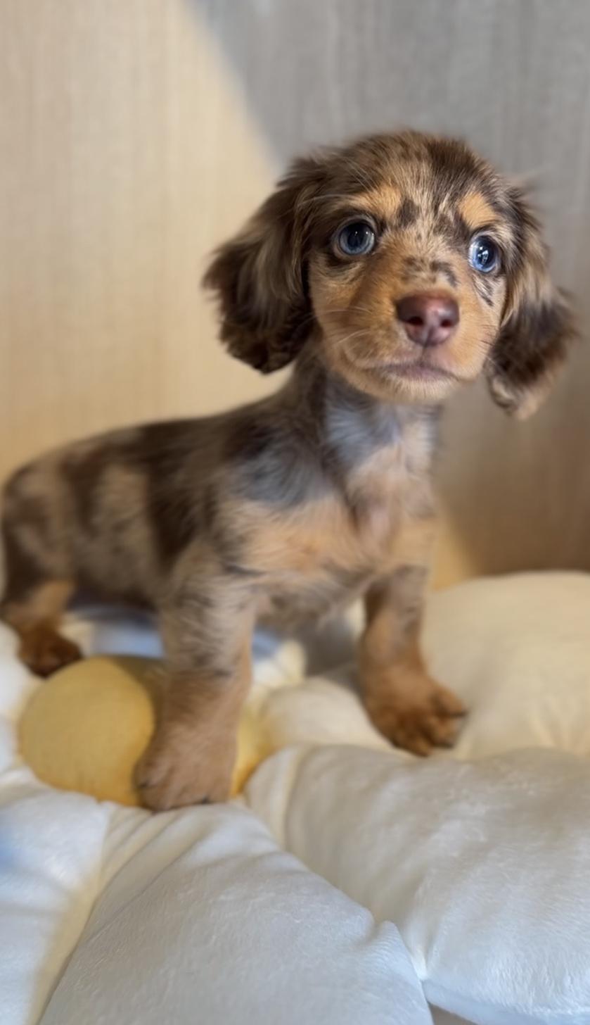 埼玉県のカニンヘンダックスフンド(ロング) (PET SHOP Tiny tales/2025年8月23日生まれ/女の子/チョコレートダップル)の子犬の4枚目の画像