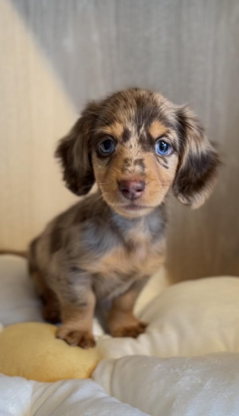 2025年8月23日生まれのカニンヘンダックスフンド(ロング)の5枚目の写真