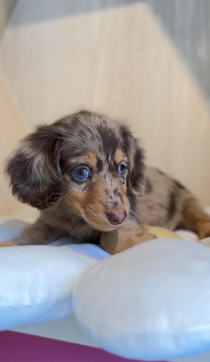 2025年8月23日生まれのカニンヘンダックスフンド(ロング)の6枚目の写真