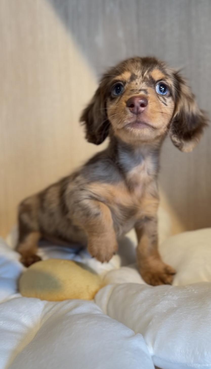 2025年8月23日生まれのカニンヘンダックスフンド(ロング)の7枚目の写真