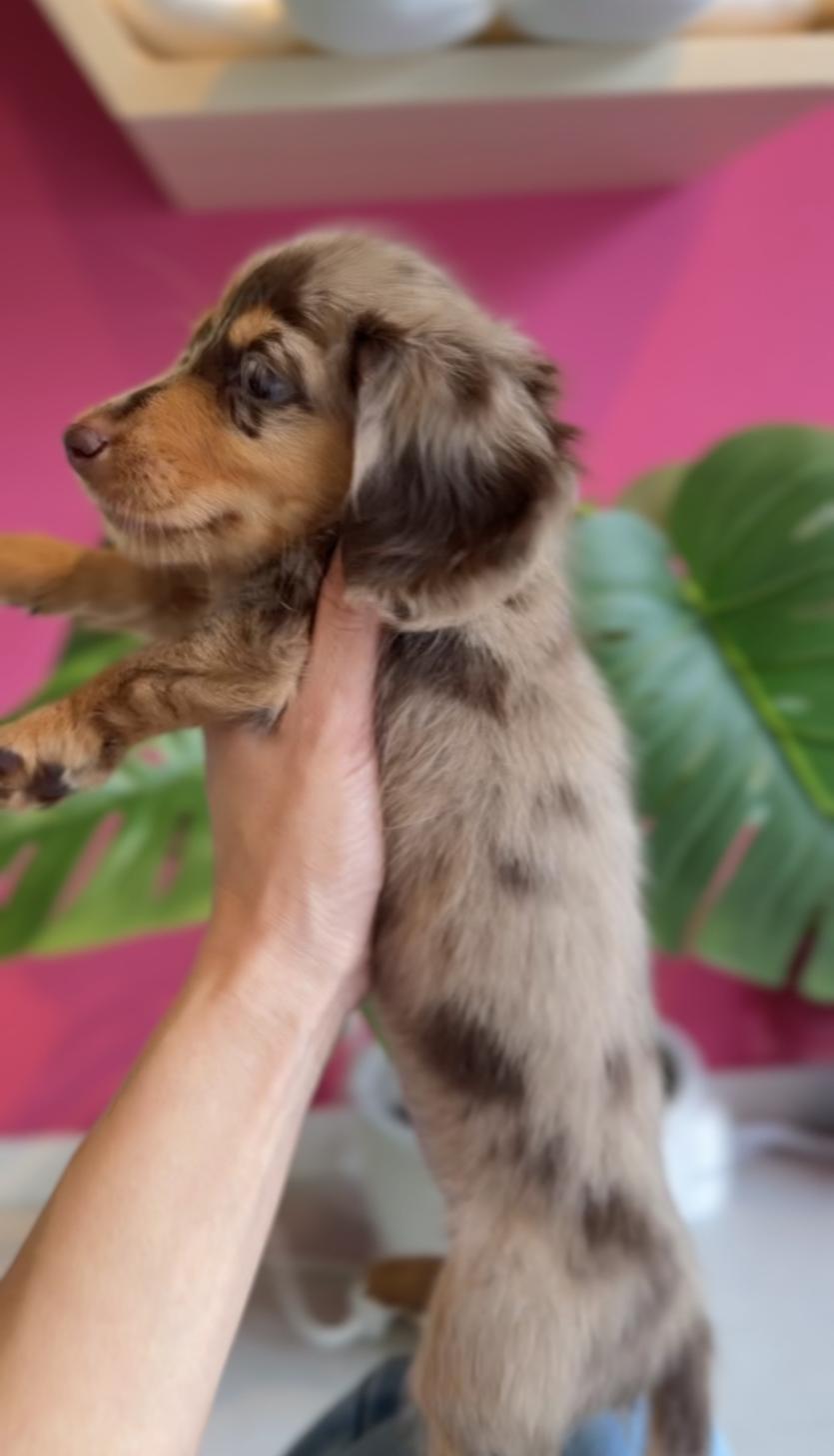 2025年8月23日生まれのカニンヘンダックスフンド(ロング)の8枚目の写真