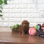 滋賀県のトイプードル(トイ) (いっぷく湖南店/2025年5月8日生まれ/男の子/レッドフォーン)の子犬