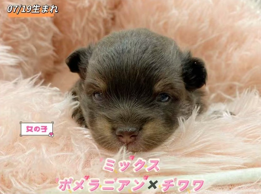 新潟県のポメチワ/チワポメ/ポメチー(ポメラニアン×チワワ) (竹内ペット 新津本店/2026年7月19日生まれ/女の子/チョコレートタン)の子犬の1枚目の画像