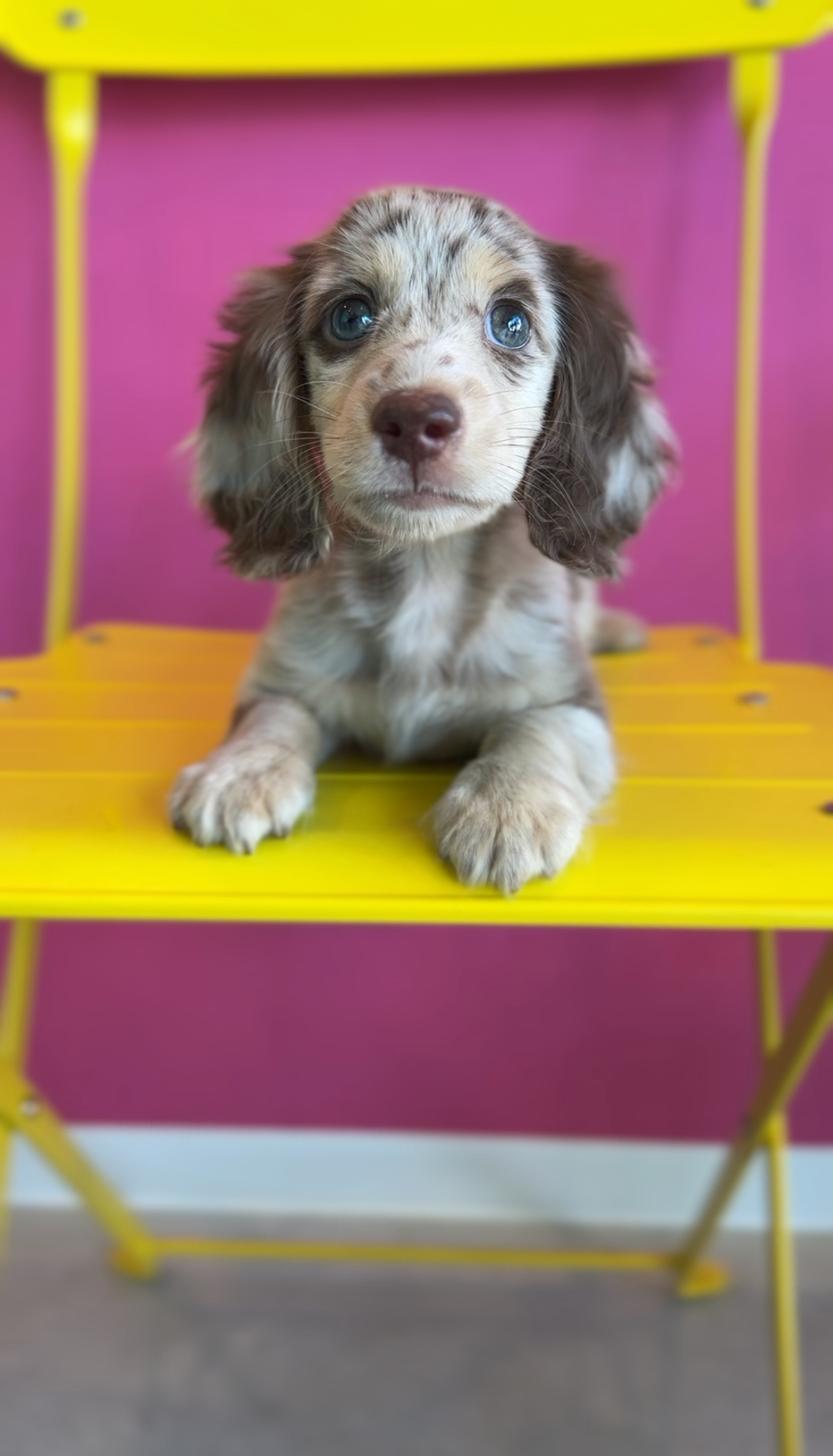埼玉県のミニチュアダックスフンド(ロング) (PET SHOP Tiny tales/2025年7月15日生まれ/男の子/チョコレートダップル)の子犬の2枚目の画像