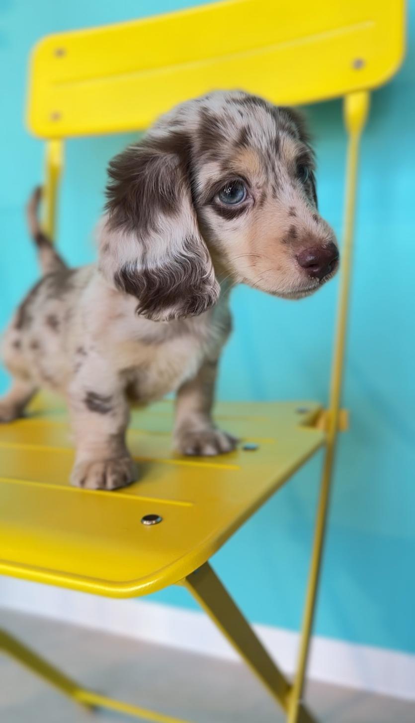 埼玉県のミニチュアダックスフンド(ロング) (PET SHOP Tiny tales/2025年7月15日生まれ/男の子/チョコレートダップル)の子犬の3枚目の画像