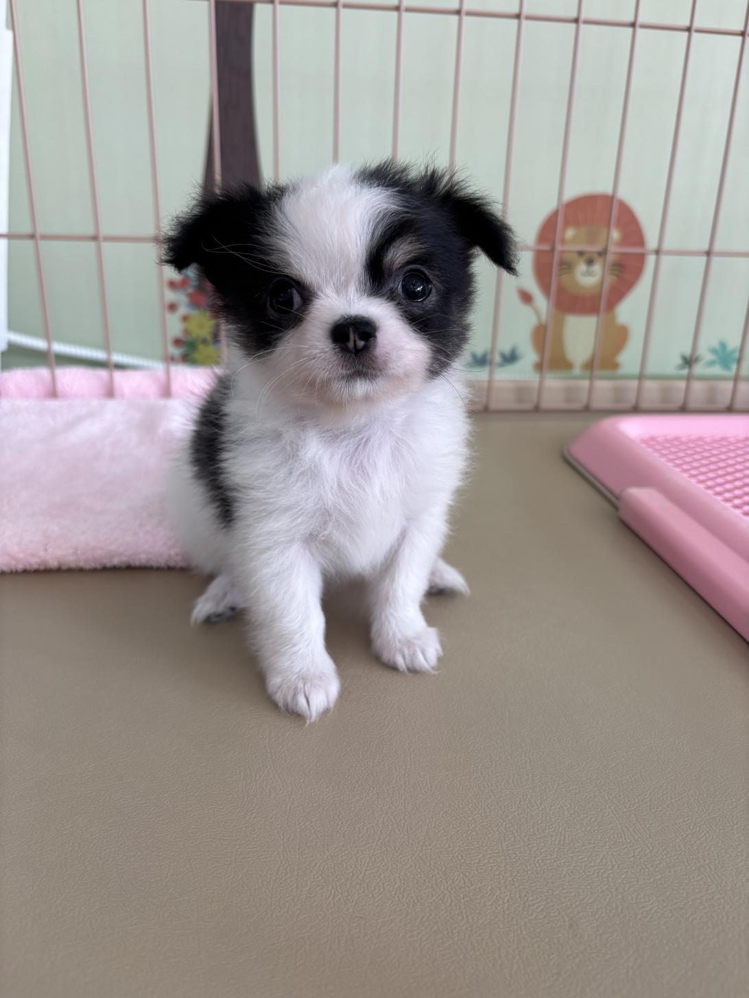 愛知県のチワワ(ロング) (子いぬの足あと/2025年9月20日生まれ/男の子/ホワイトブラッククリーム)の子犬