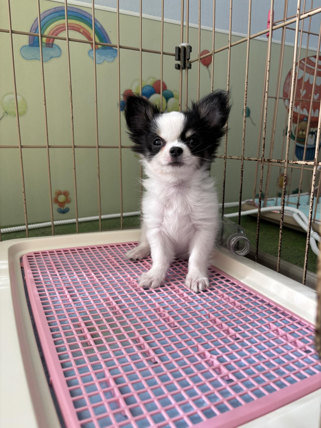 愛知県のチワワ(ロング) (子いぬの足あと/2025年9月20日生まれ/男の子/ホワイトブラッククリーム)の子犬