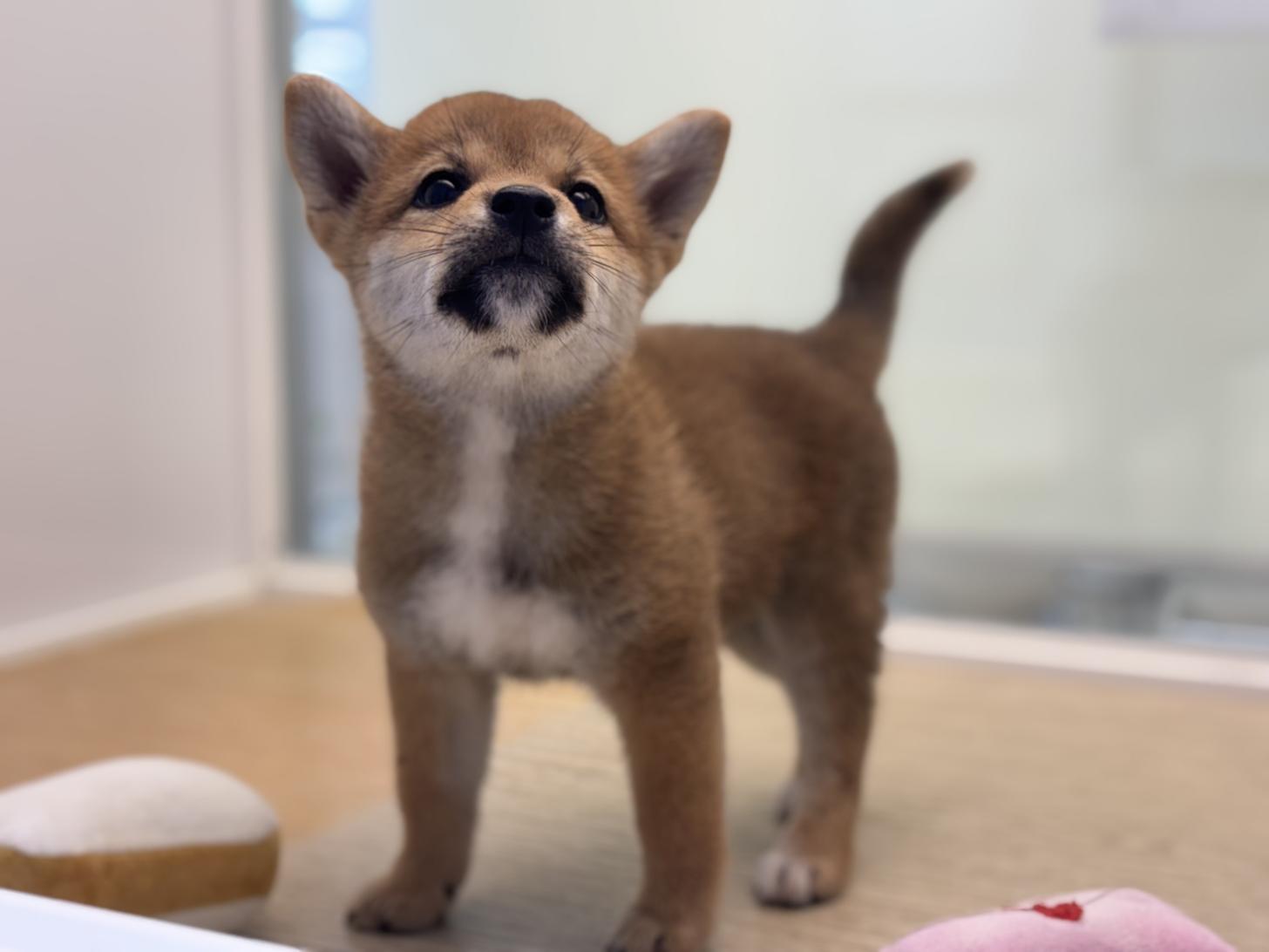 神奈川県の柴犬(標準サイズ) (Doggy Style 小田原店/2026年8月1日生まれ/女の子/赤)の子犬の1枚目の画像