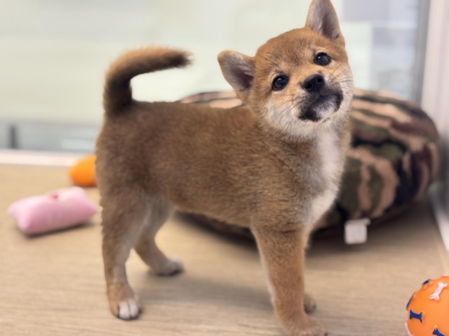 神奈川県の柴犬(標準サイズ) (Doggy Style 小田原店/2026年8月1日生まれ/女の子/赤)の子犬の3枚目の画像
