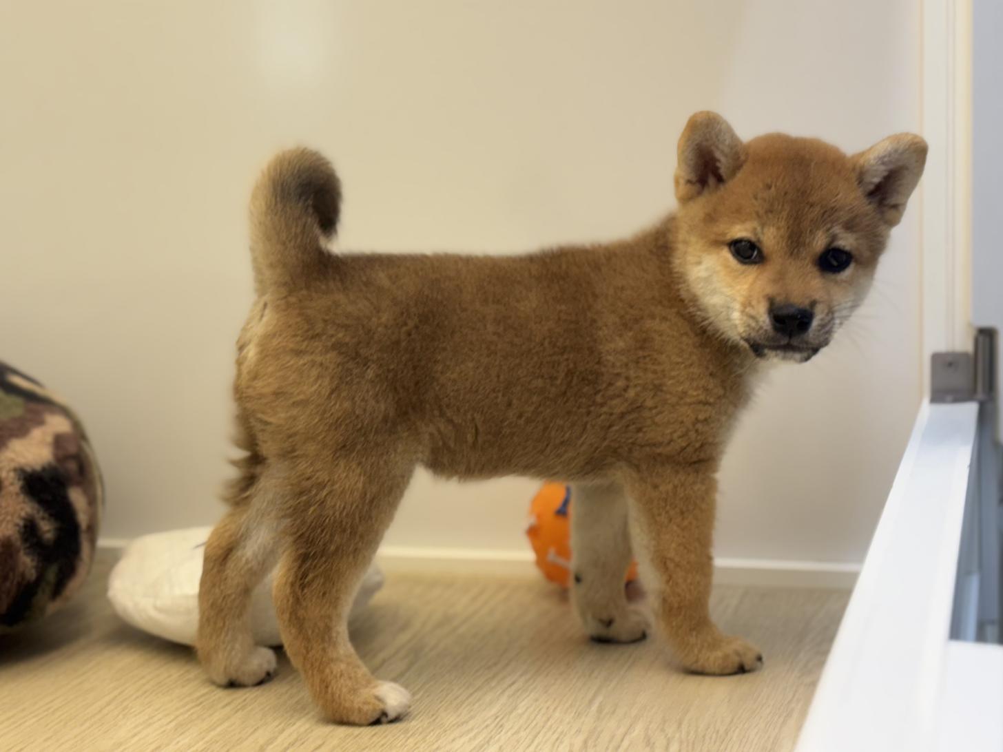 神奈川県の柴犬(標準サイズ) (Doggy Style 小田原店/2026年8月1日生まれ/女の子/赤)の子犬の4枚目の画像