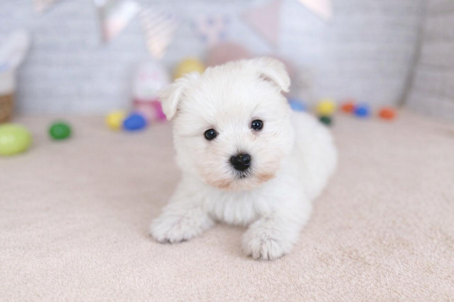 北海道のウエストハイランドホワイトテリア (ペットショップだんぼ/2026年1月29日生まれ/男の子/ホワイト)の子犬