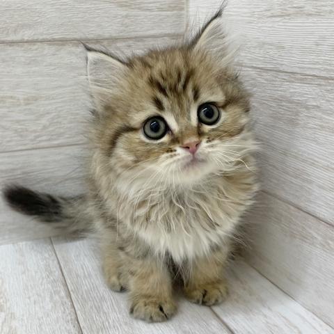 千葉県のマンチカン (ペピカファミリー松戸店/2025年3月2日生まれ/男の子/ブラウンタビー)の子猫の1枚目の画像