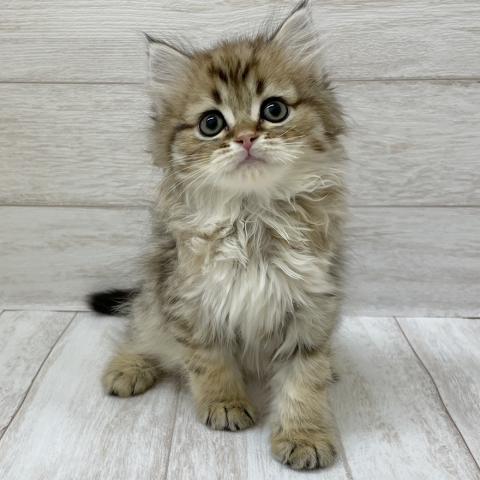 千葉県のマンチカン (ペピカファミリー松戸店/2025年3月2日生まれ/男の子/ブラウンタビー)の子猫の2枚目の画像