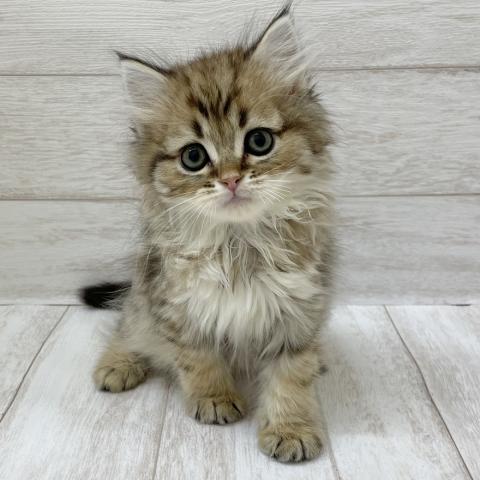 千葉県のマンチカン (ペピカファミリー松戸店/2025年3月2日生まれ/男の子/ブラウンタビー)の子猫の3枚目の画像