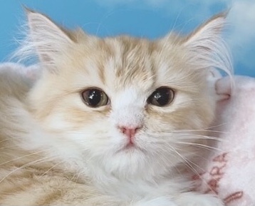 千葉県のラガマフィン (Breeder & Petsalon MAU/2023年10月12日生まれ/男の子/レッドタビー)の子猫