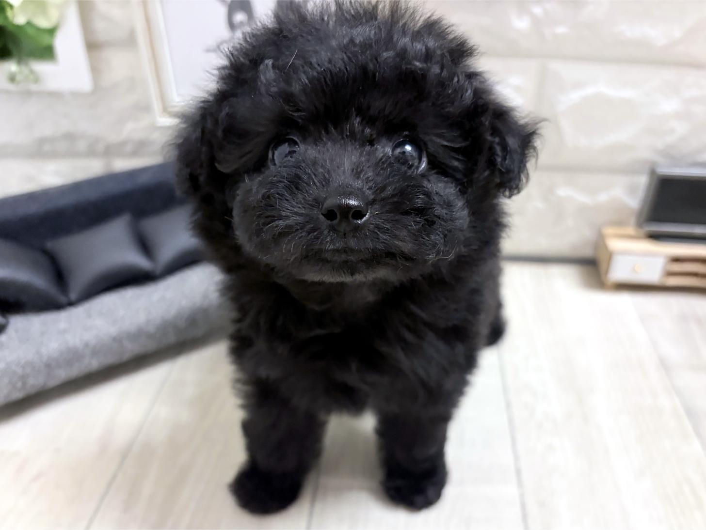 和歌山県のトイプードル(トイ) (DOGMAN和歌山店/2026年8月3日生まれ/女の子/ブラック)の子犬の1枚目の画像