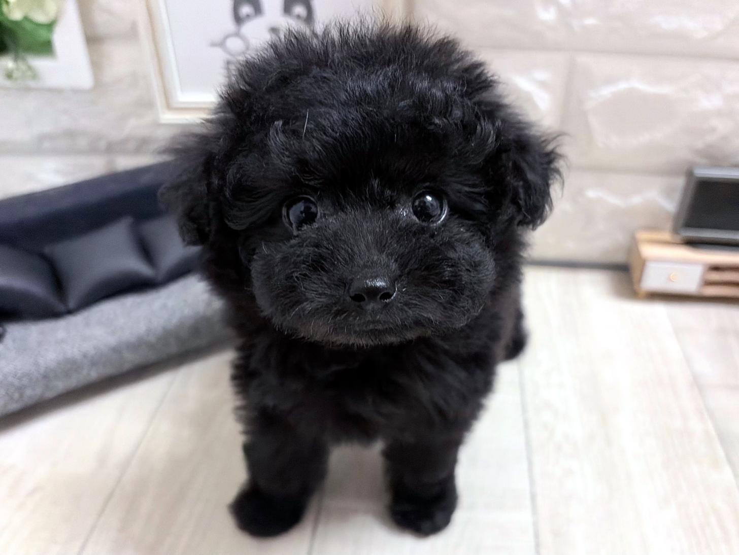 和歌山県のトイプードル(トイ) (DOGMAN和歌山店/2026年8月3日生まれ/女の子/ブラック)の子犬の2枚目の画像