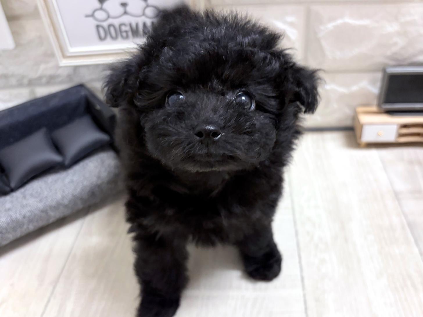 和歌山県のトイプードル(トイ) (DOGMAN和歌山店/2026年8月3日生まれ/女の子/ブラック)の子犬の3枚目の画像