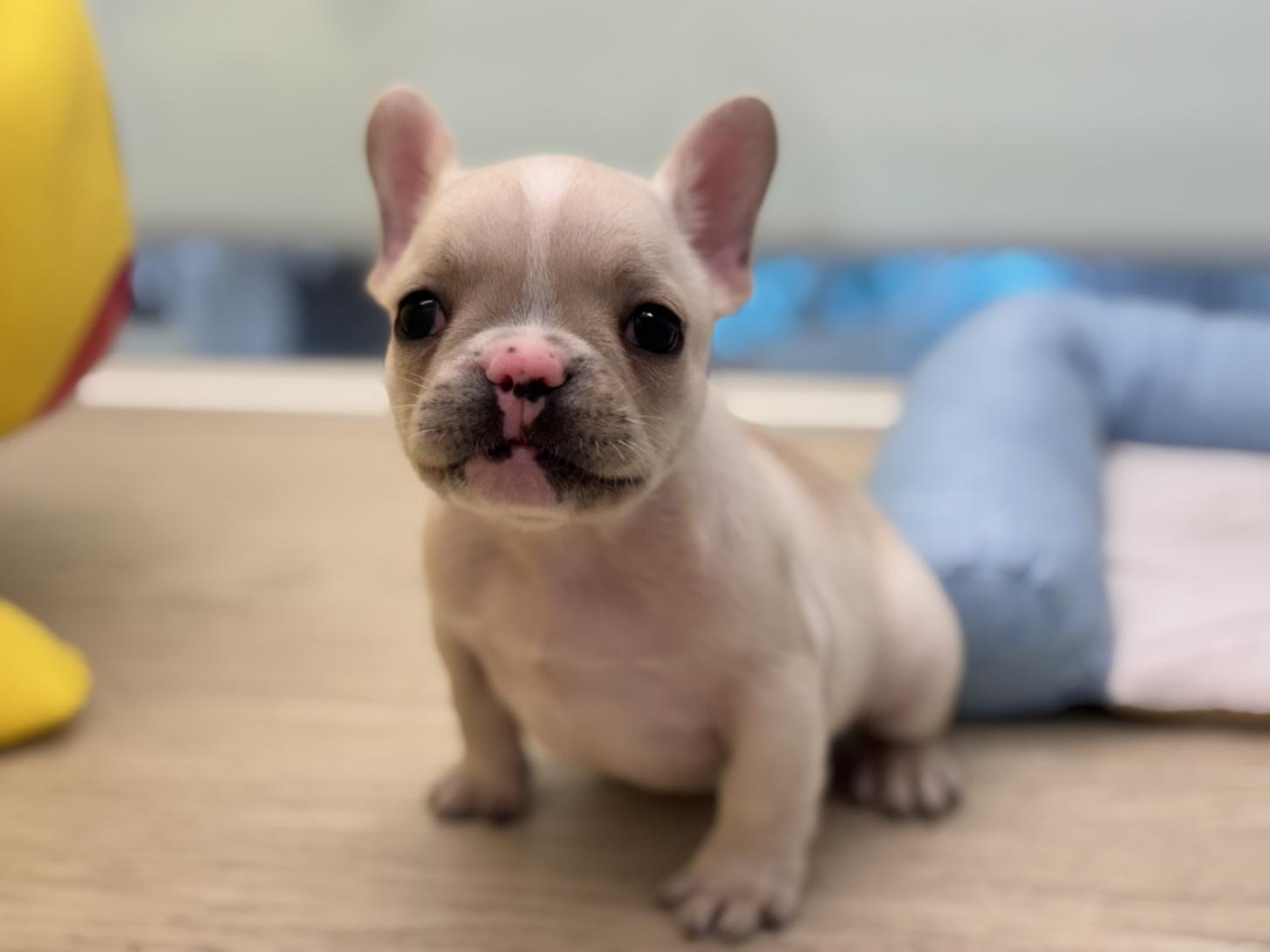 神奈川県のフレンチブルドッグ (Doggy Style 小田原店/2025年5月1日生まれ/男の子/クリーム)の子犬の1枚目の画像