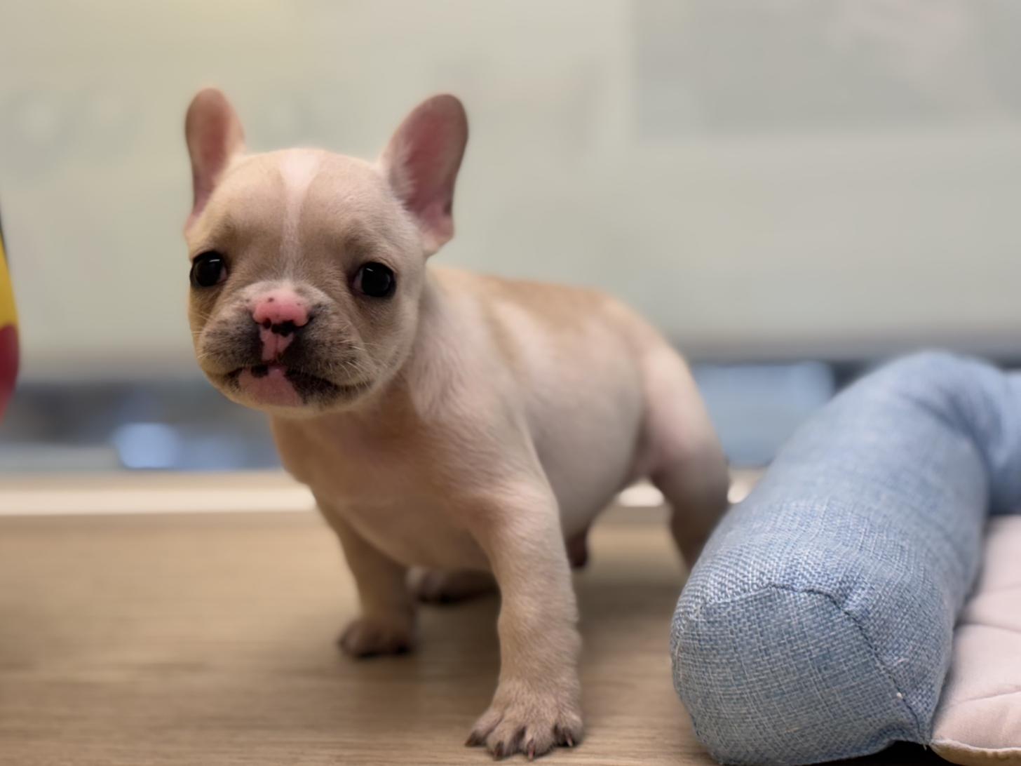 神奈川県のフレンチブルドッグ (Doggy Style 小田原店/2025年5月1日生まれ/男の子/クリーム)の子犬の4枚目の画像