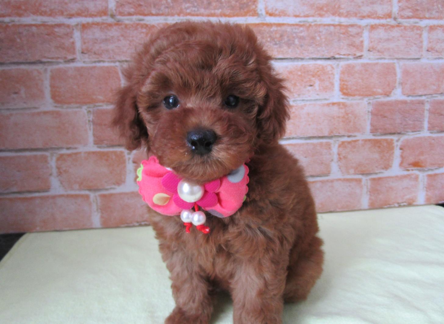 宮城県のトイプードル(トイ) (ズーズーカンパニー 八乙女店/2025年12月12日生まれ/女の子/レッド)の子犬の1枚目の画像