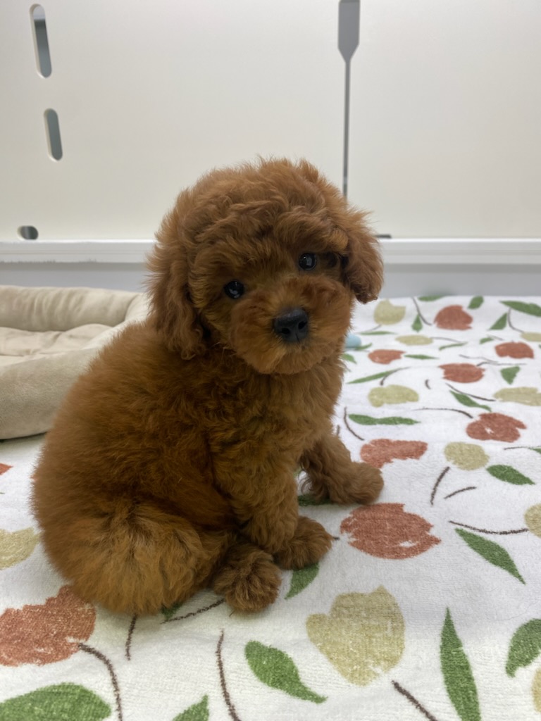 宮城県のトイプードル(トイ) (ズーズーカンパニー 八乙女店/2025年12月12日生まれ/女の子/レッド)の子犬の2枚目の画像